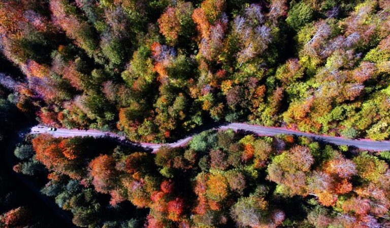 Hatay’da kurulacak ‘turizm ormanı’ için hedef 100 bin ağaç