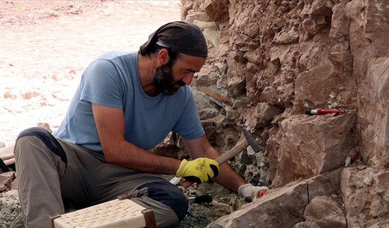 ‘Çorak Yerler’de 24 yılda 5 binin üzerinde fosil bulundu